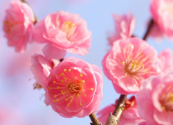 新年